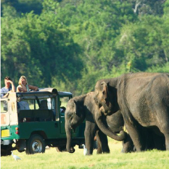 MINNERIYA NATIONAL PARK